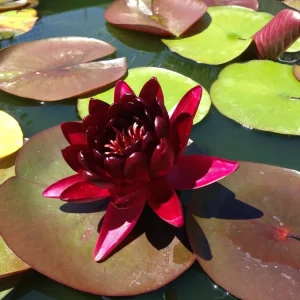 Nufar Nymphaea Almost Black