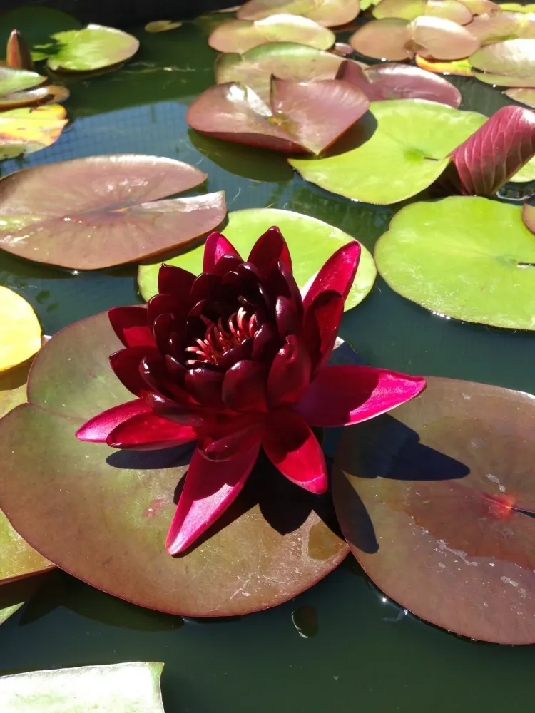 Nufar Nymphaea Almost Black