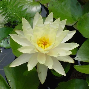 Nufar Nymphaea Colonel .J. Welch