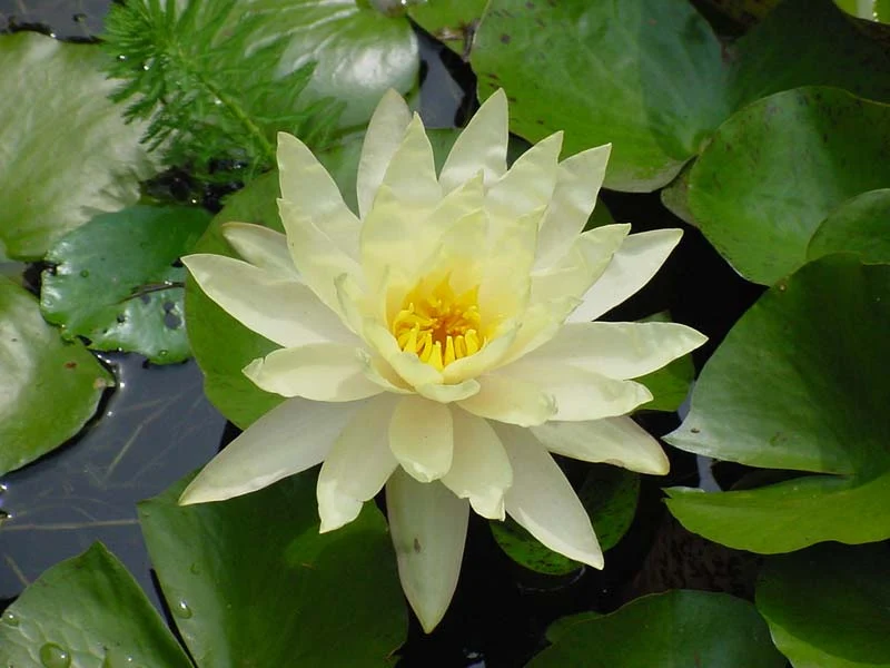 Nufar Nymphaea Colonel .J. Welch