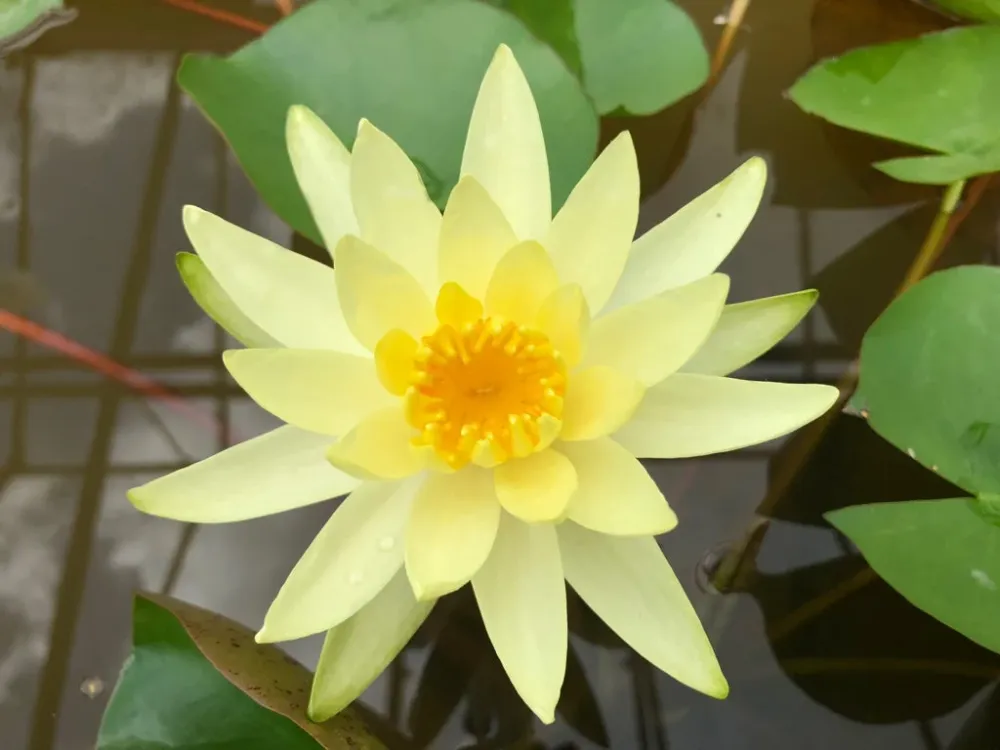 Nufar Nymphaea Colonel .J. Welch