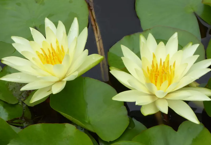 Nufar Nymphaea Colonel .J. Welch