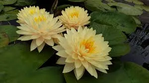 Nufar Nymphaea Concordia (nufăr rar)