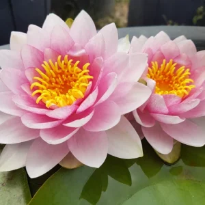 Nufar Nymphaea Darwin