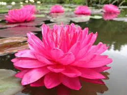 Nufar Nymphaea Fuchsia PomPom (nufăr foarte rar)
