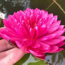 Nufar Nymphaea Fuchsia PomPom (nufăr foarte rar)