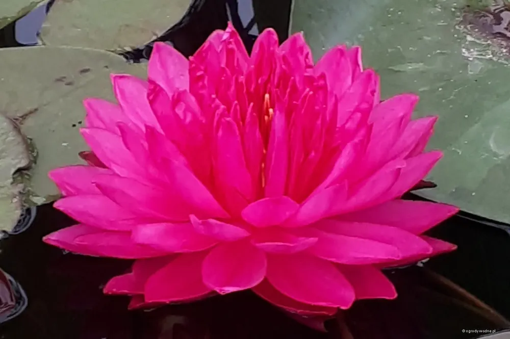 Nufar Nymphaea Fuchsia PomPom (nufăr foarte rar)