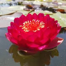 Nufar Nymphaea Manee Red