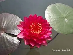 Nufar Nymphaea Manee Red