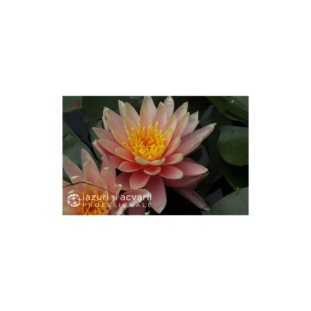 Nufar Nymphaea Sunny Pink