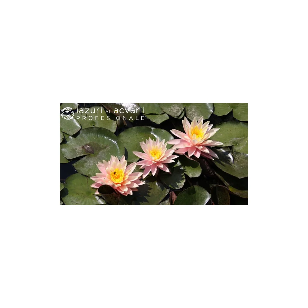 Nufar Nymphaea Sunny Pink