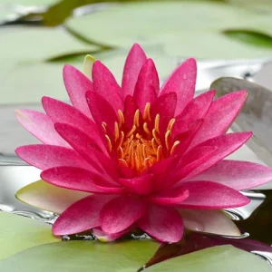 Nufăr Nymphaea Attraction