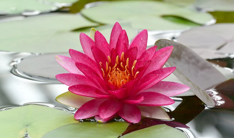 Nufăr Nymphaea Attraction