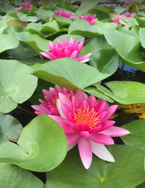 Nufăr Nymphaea Attraction