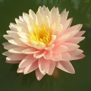 Nufăr Nymphaea Blushing Bride - (nufăr rar)