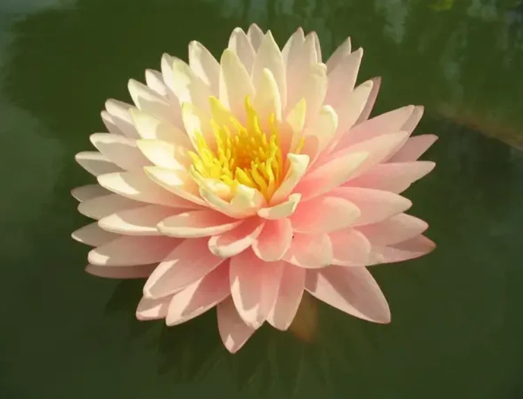 Nufăr Nymphaea Blushing Bride - (nufăr rar)
