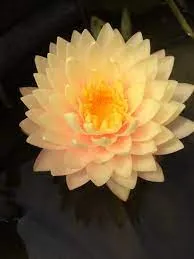 Nufăr Nymphaea Blushing Bride - (nufăr rar)