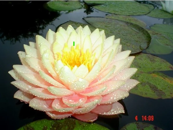 Nufăr Nymphaea Blushing Bride - (nufăr rar)