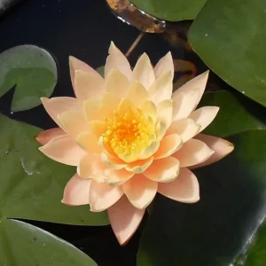 Nufăr Nymphaea Clyde Ikins