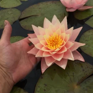 Nufăr Nymphaea "Lalek"