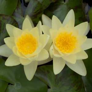 Nufăr Nymphaea Marliacea Chromatella