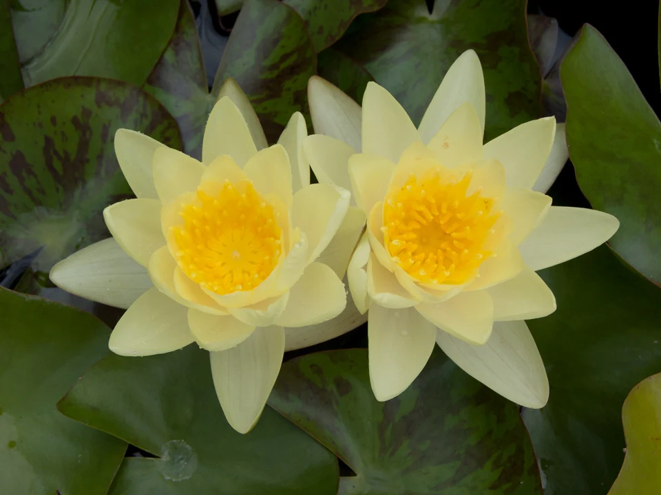 Nufăr Nymphaea Marliacea Chromatella