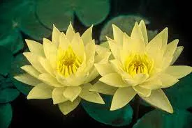 Nufăr Nymphaea Marliacea Chromatella