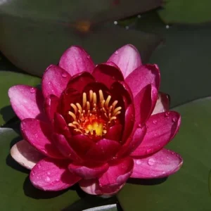 Nufăr Nymphaea Perry's Baby Red