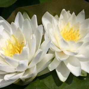 Nufăr Nymphaea Perry's Double White
