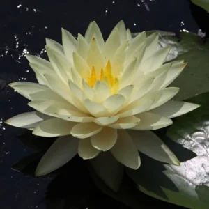 Nufăr Nymphaea Perry's Double Yellow