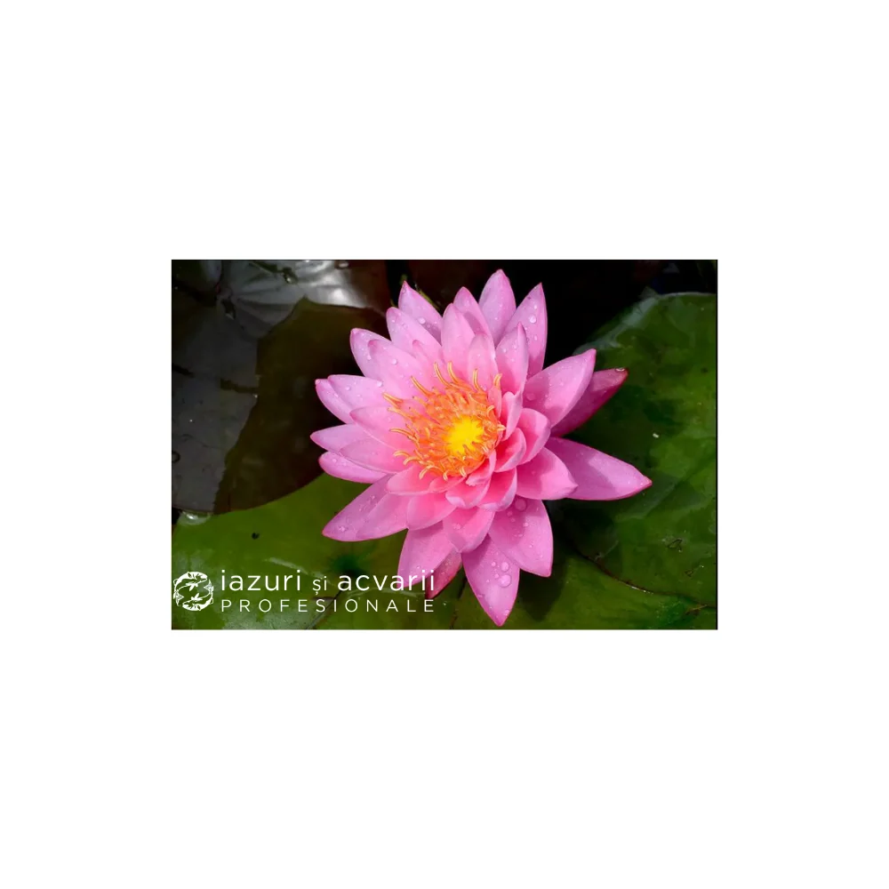 Nufăr Nymphaea Pink Sensation