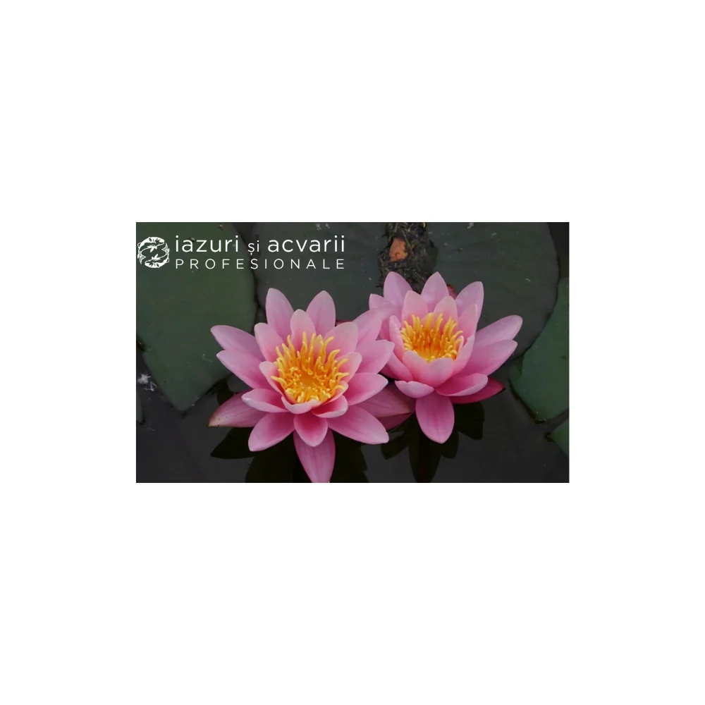 Nufăr Nymphaea Pink Sensation