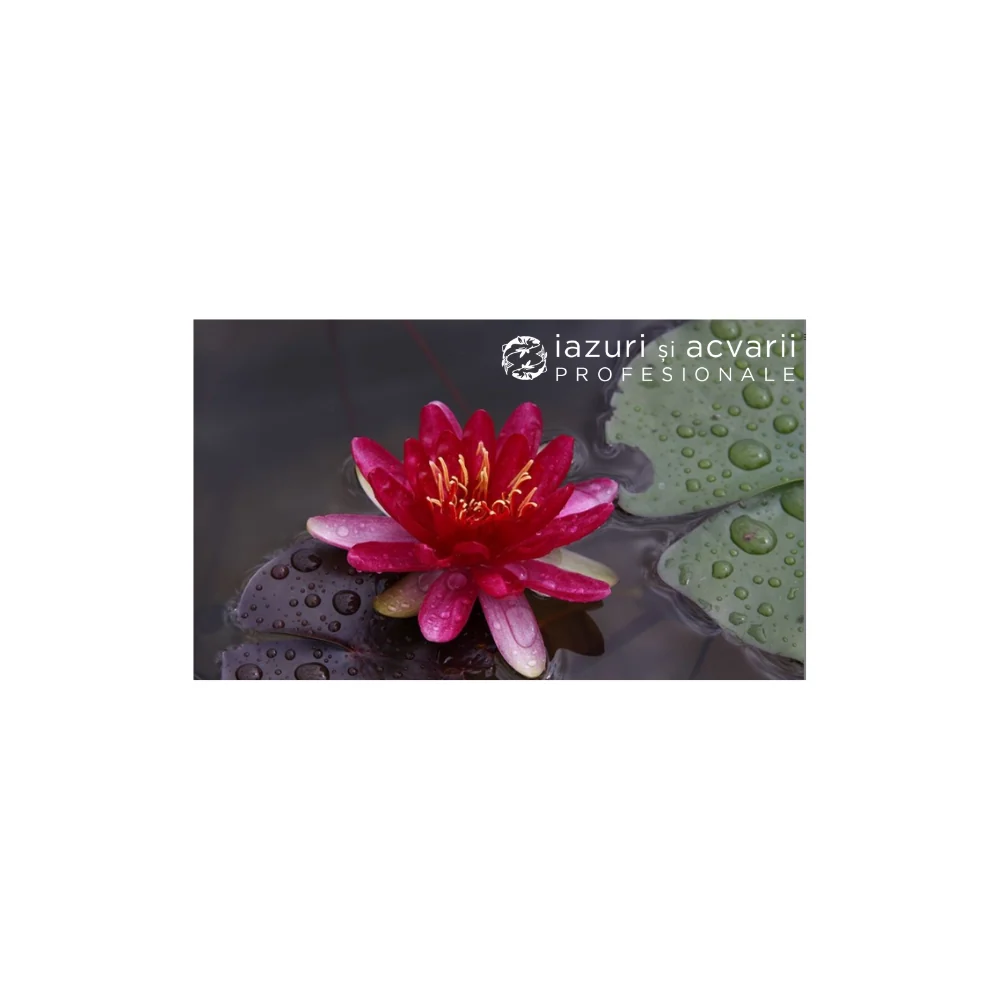 Nufăr Nymphaea Red Paradise