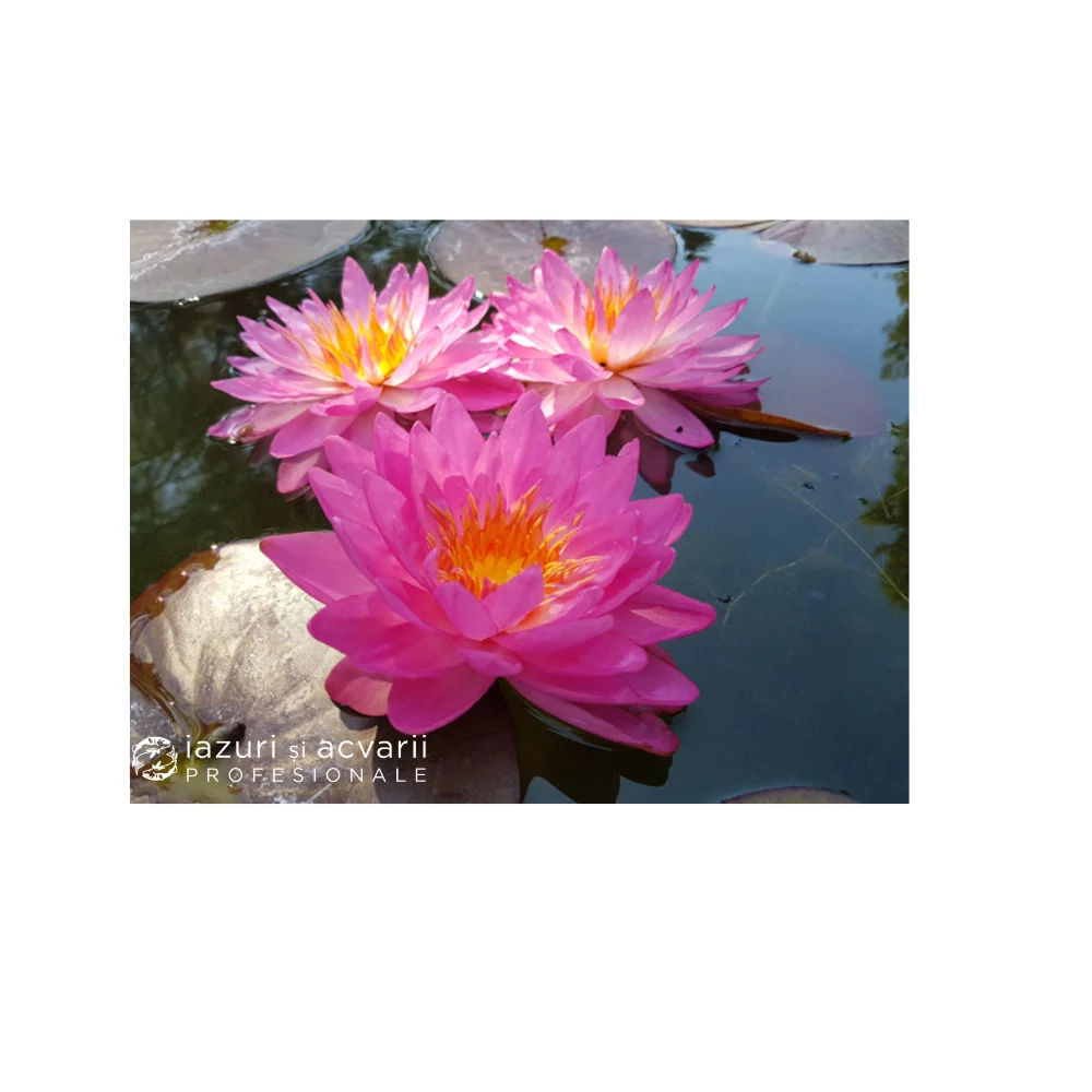 Nufăr Nymphaea Siam Pink 2 (nufăr rar)