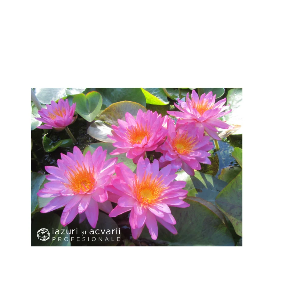 Nufăr Nymphaea Siam Pink 2 (nufăr rar)