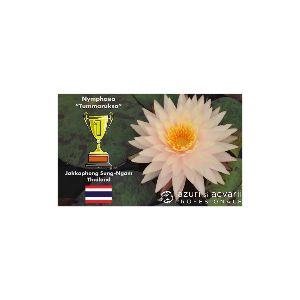 Nufăr Nymphaea Tummaruksa (nufăr rar)