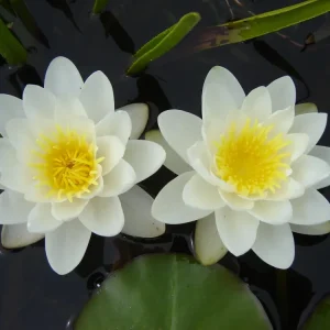 Nymphaea Marliacea Albida
