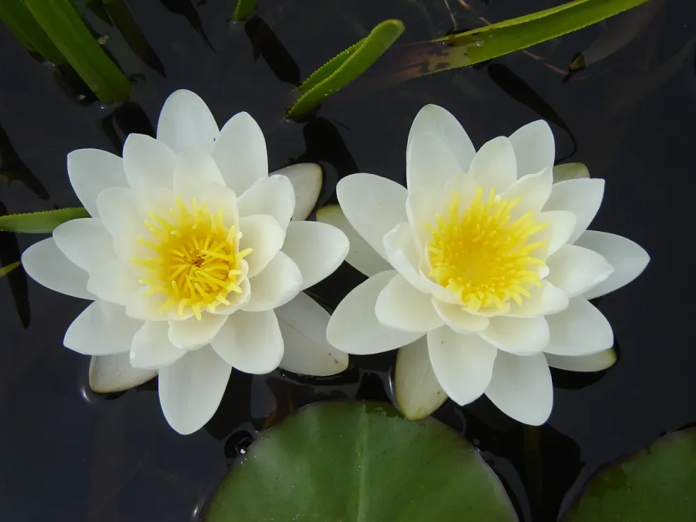 Nymphaea Marliacea Albida