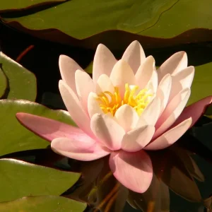 Nymphaea "Marliacea Rosea"