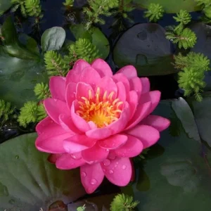 Nymphaea Perry’s Fire Opal