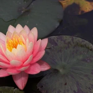 Nymphaea Perry’s Orange Sunset