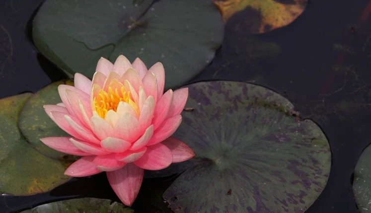Nymphaea Perry’s Orange Sunset