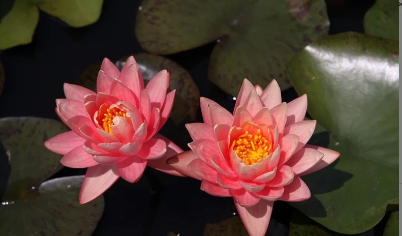 Nymphaea Perry’s Orange Sunset