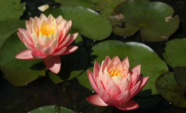 Nymphaea Perry’s Orange Sunset