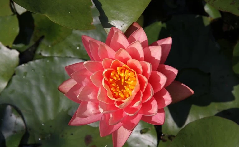Nymphaea Perry’s Orange Sunset