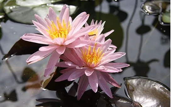 Nymphaea Pink Dawn