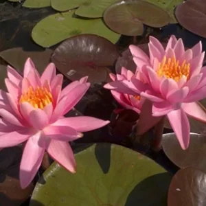Nymphaea Pink Opal