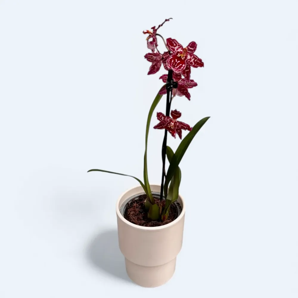 Odontioda 'Stirbic Red'