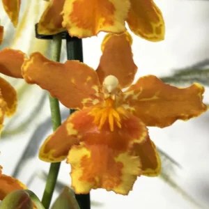 Odontoglossum Geyser Gold Geyserland