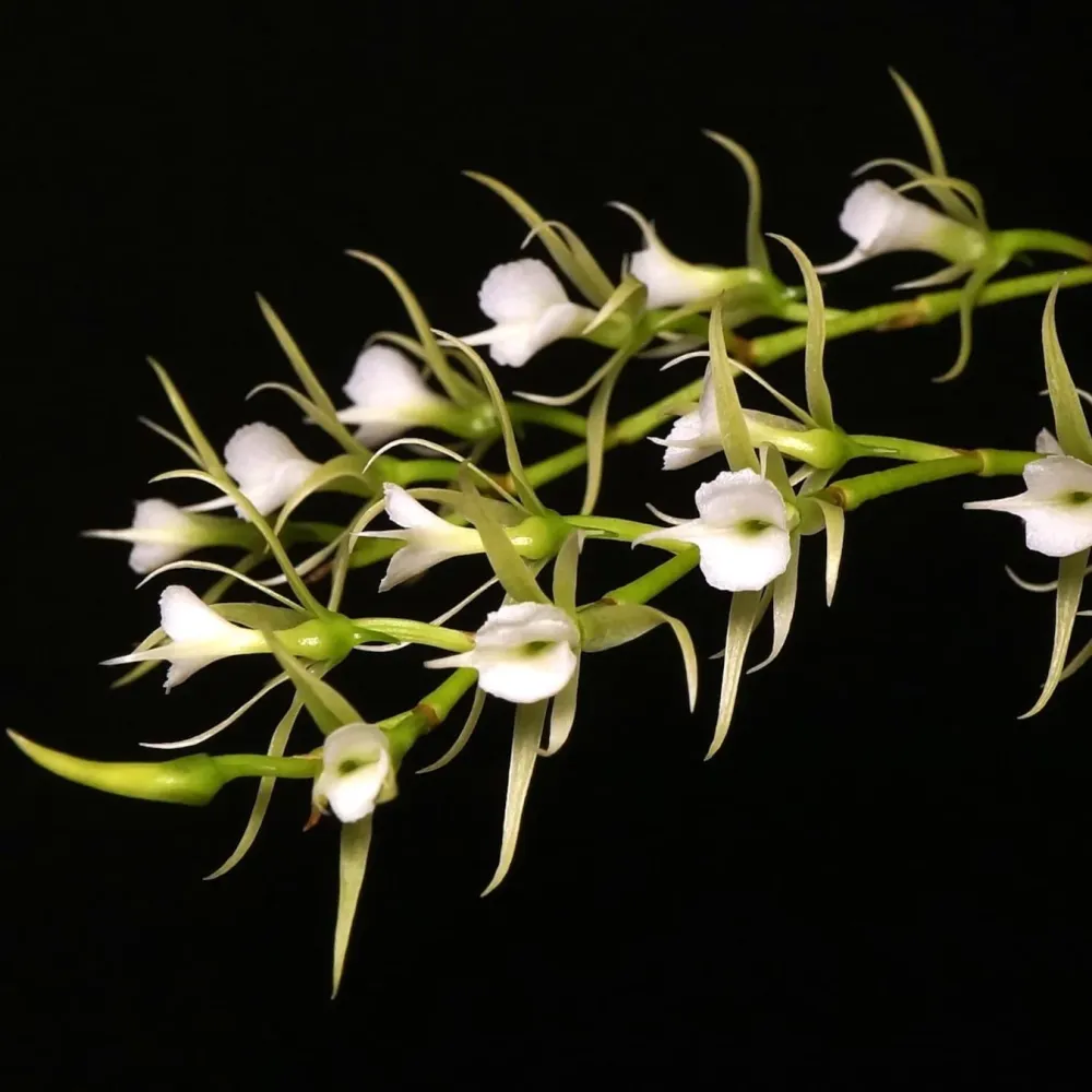 Oeoniella (Angraecum) polystachys